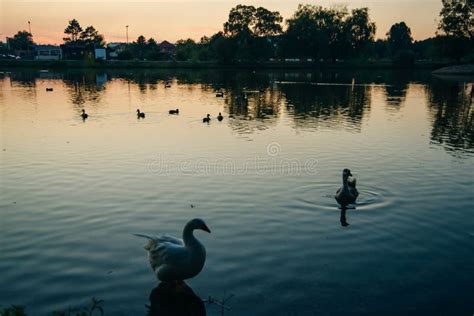 Ducks On The Lake At Sunset Stock Photo Image Of Chimney Sunset