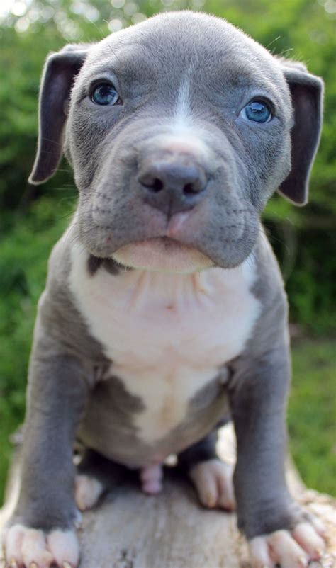 16 Blue Nose Pitbull Puppy Ideas
