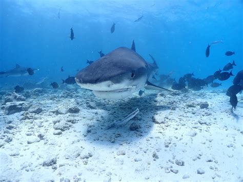 Fuvahmulah Maldives The Hidden World Of The Tiger Shark