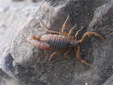Слушать песни и музыку scorpions онлайн. scorpion :: Indian red scorpion | Scorpionidae » Mesobut ...