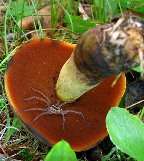 Boletus Subluridellus The Bolete Filter