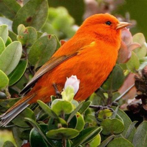 Pin On Orange Birds