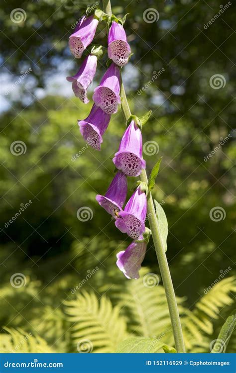 Pink Foxglove Flowerdigitalis Purpurea Stock Image Image Of