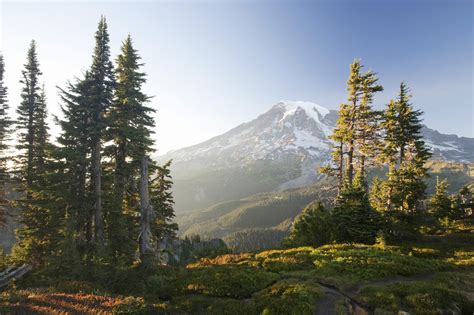 Mount Rainier And Alpine Forest At Sunset High Quality Wall Murals