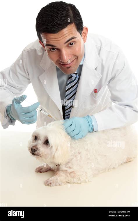 Vet Treating A Sick Animal Stock Photo Alamy