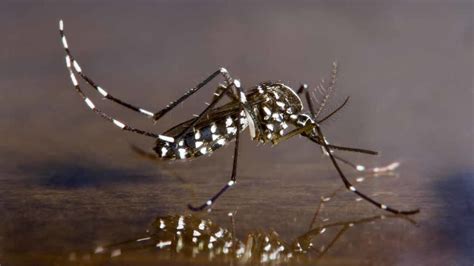 Dangerous Mosquito Species Spotted In South El Monte Abc7 Los Angeles