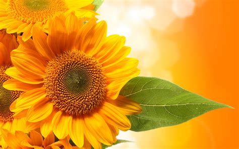Download Nature Sunflower Hd Wallpaper