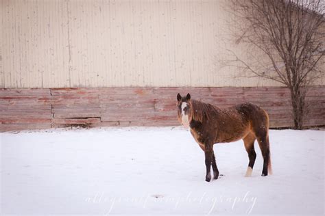 Allegiant Farm Photography Equine Portraits