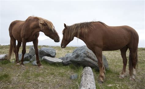 Wild Horses Of Unalaska By James Mason Horses Wild Horses Types Of