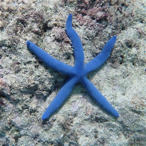 Blue Sea Star Jdf92 Flickr