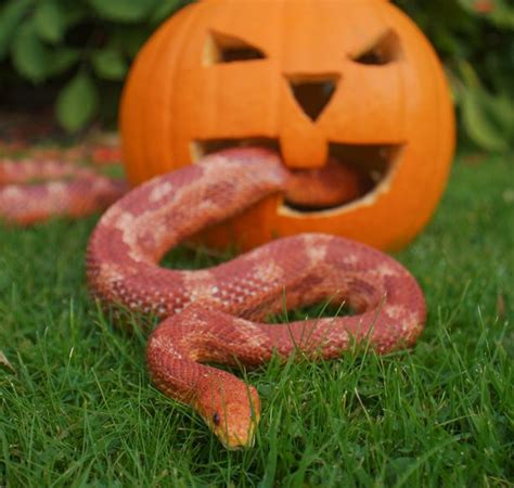 Welsh Mountain Zoo Animals Get Into Halloween Spirit And They Want