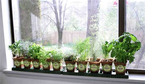 4 Best Window Sill Herb Garden Kits Buyers Guide