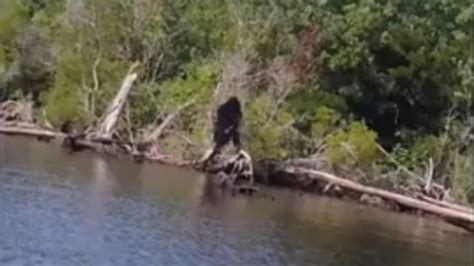 Is This Bigfoot A Virginia Man Claims To Have Captured Clear Images