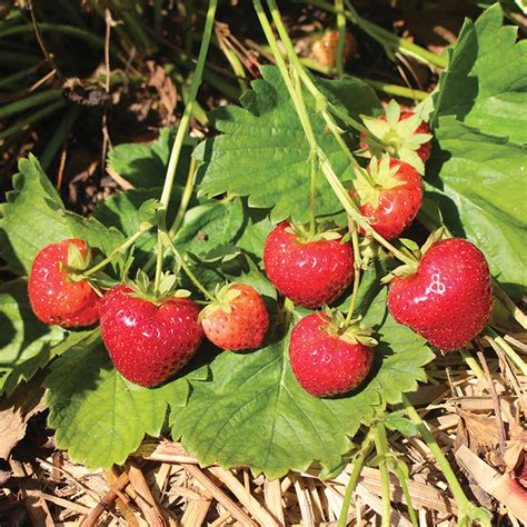 Evie 2 Everbearing Strawberry Plants Everbearing Vermont Bean Seed Company