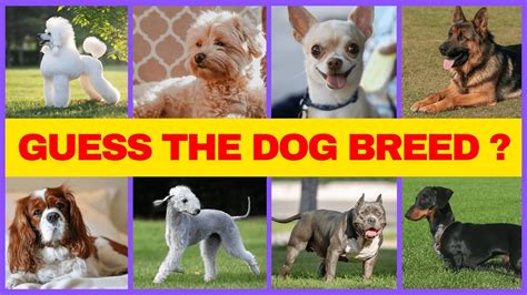 Dog Breeds Name Can You Guess The Dog Breed Dog Breed Quiz Youtube