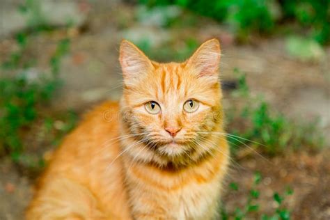 Ginger Tabby Cat Looking At The Camera Close Up Stock Image Image Of