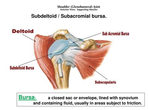 Subscapularis Front Of Shoulder Pain West Suburban Pain Relief