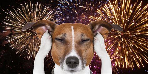 Outside of the home, it's virtually impossible to prevent your dog from at least seeing, if not occasionally interacting with, the thing they fear most. Little Bay Pet Services LLC Why Are Dogs Afraid of ...