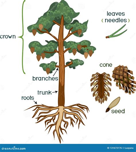 Parts Of Plant Morphology Of Pine Tree With Crown Root System And