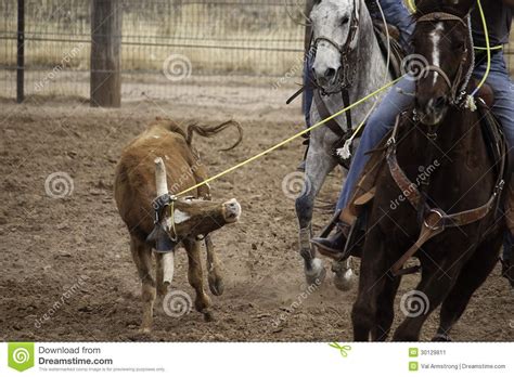 Team Roping Rodeo Team Roping Header Has Horns With The Heeler Closing