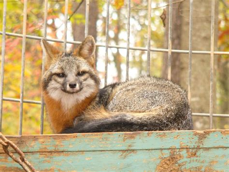 The Online Zoo Gray Fox