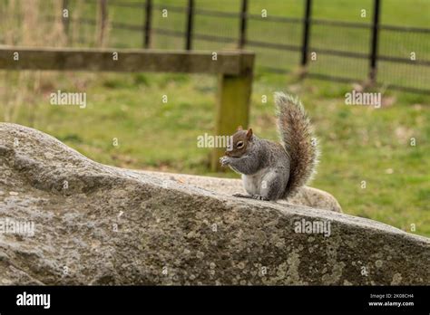 Grey Squirrel Eating A Peanut In The Park While Sitting On A Rock Stock