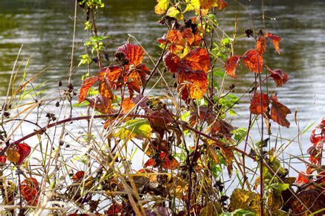 Plants Growing On Riverbank In Autumn Stock Photo