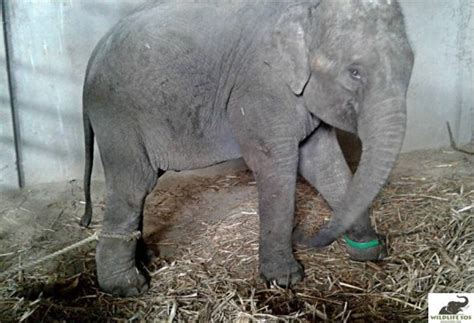 Chained Up Elephant Calf Cries For Mum In Heart Breaking Video Metro News
