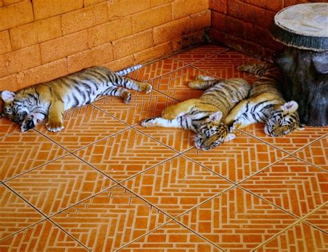 Premium Photo Tiger Cubs Lying On Floor