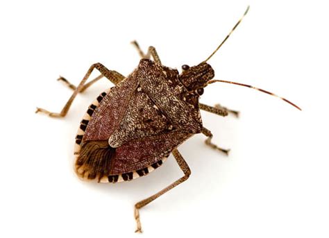 Brown Marmorated Stink Bug Identification And Scouting Integrated Pest