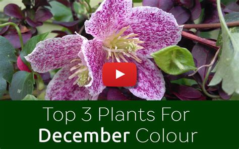 The Top 3 Plants That Flower In December David Domoney