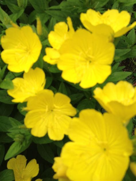 My Yellow Primrose In My Gardenpic Taken By Cynde Yellow Primrose