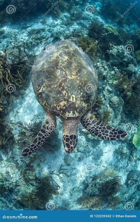 Hawksbill Sea Turtle Swimming Over Reef In Indonesia Stock Photo