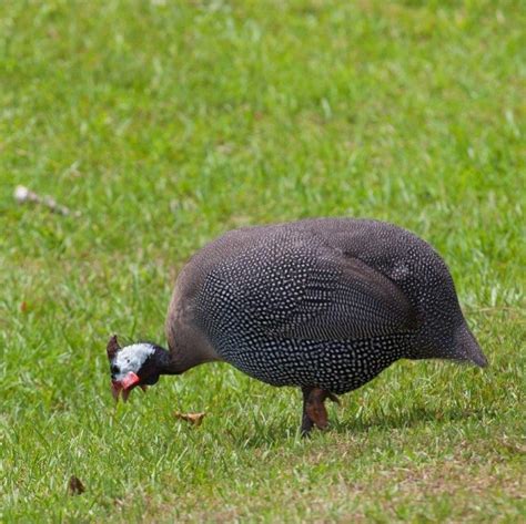 Keets Guinea Fowl For Sale Online Chickens For Backyards