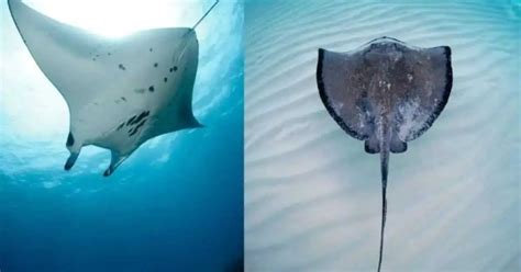 Manta Ray Behavior Animalbehaviorcorner