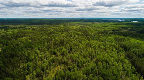 Minnesotas Boreal Forest Is A Climate Change Hot Spot Mpr News