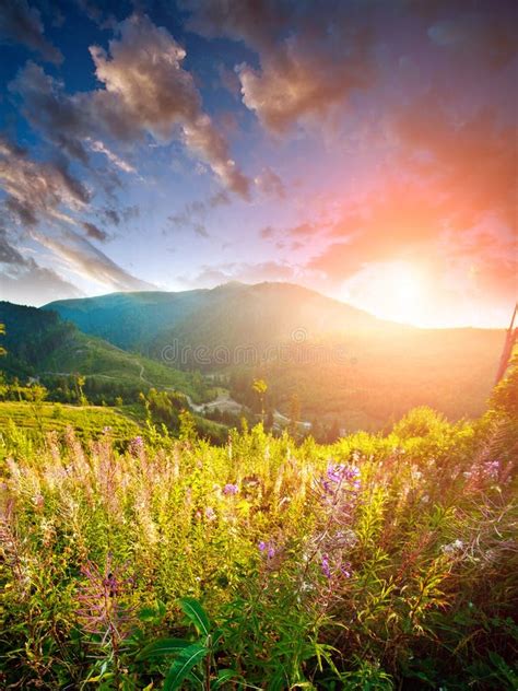 Bright Colorful Sunrise Over Mountains And Flowering Field Stock Image