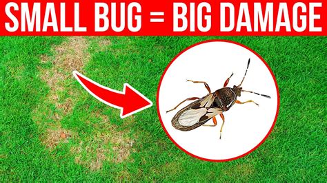 How To Identify And Control Chinch Bugs In The Lawn Brown Spots Youtube