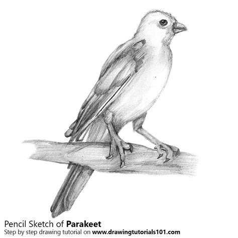 Parakeet Pencil Drawing - How to Sketch Parakeet using ...