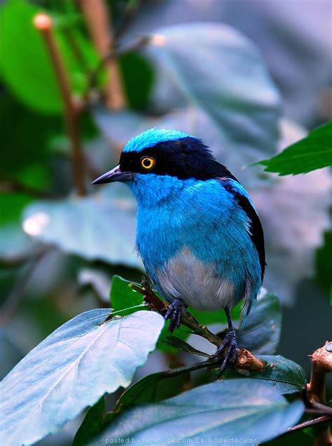 Black lores, mask, wings and tail. The Black Faced Dacnis. | Passaros exoticos