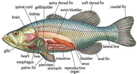 Fish Internal Organ Anatomy In Detail With Images Fish Anatomy