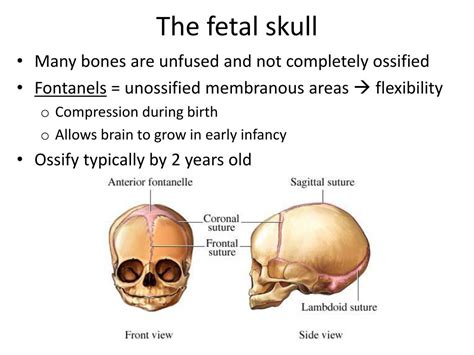 Ppt The Skull And Axial Skeleton Powerpoint Presentation Free Download Id2065371