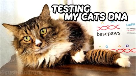 The basepaws report covers the four major breed groups, including the key cat breeds that. DNA Testing My Cats ! Basepaws Cat Genetics Test - YouTube