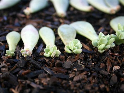 How To Propagate Succulents In 4 Simple Steps World Of Succulents Succulents Propagating