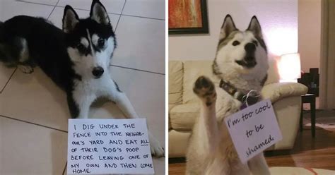 15 Times Dog Shaming Will Help You To Understand Huskies Personality