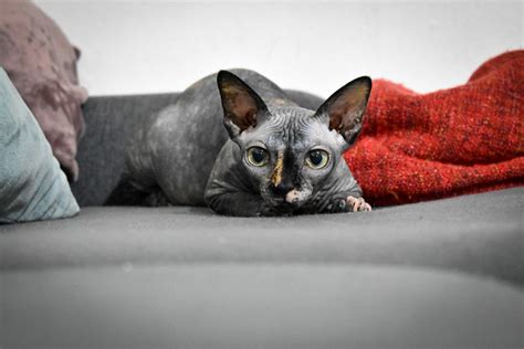 Sphynx Cat Pictures And Information Cat