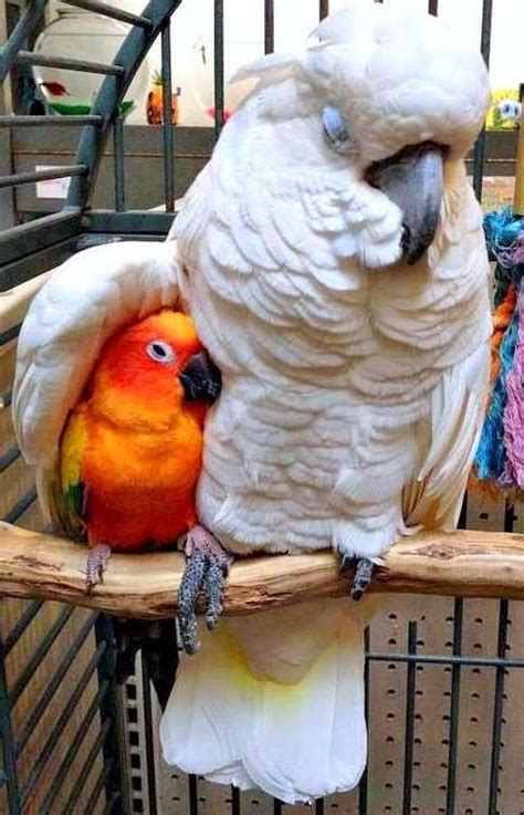 These Exotic Birds Hugging Are Cutest Pet Goals Vet Love Pet Birds
