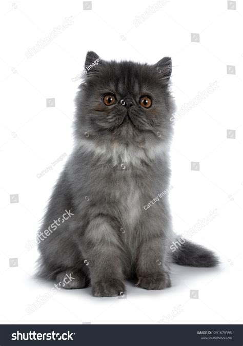 Cute Black Smoke Persian Cat Kitten Stock Photo 1291679395 Shutterstock