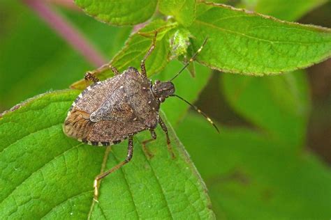 Where Do Stink Bugs Come From Prevent Pest Control