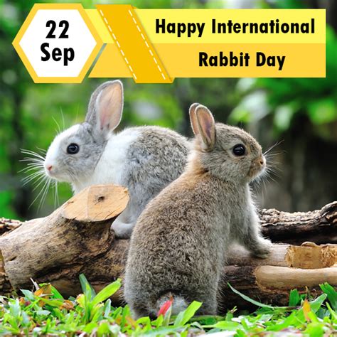 Gossips About Bunnies On This International Rabbit Day